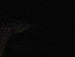 IMG_2584.JPG