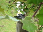 DSC04731.JPG