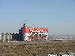 Budweiser.JPG
